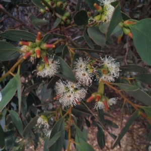 Unidentified Plant (TBC) at suppressed by SamC_ 