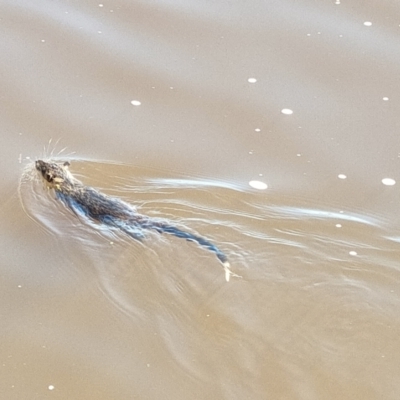 Hydromys chrysogaster (Rakali or Water Rat) at Lake Burley Griffin Central/East - 17 Apr 2022 by KateU