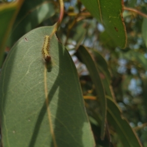 Unidentified Moth (Lepidoptera) (TBC) at suppressed by SamC_ 