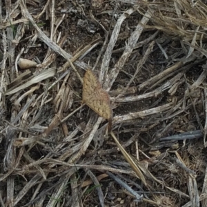 Scopula rubraria (TBC) at suppressed by SamC_ 