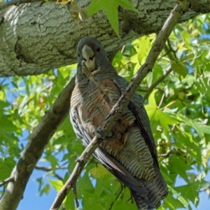 Callocephalon fimbriatum at Lyons, ACT - 15 Apr 2022