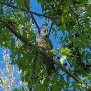 Callocephalon fimbriatum at Lyons, ACT - 15 Apr 2022