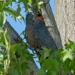 Callocephalon fimbriatum at Lyons, ACT - 15 Apr 2022