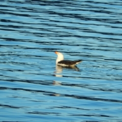 Larus pacificus (Pacific Gull) at Margate, TAS - 22 Jun 2019 by Birdy