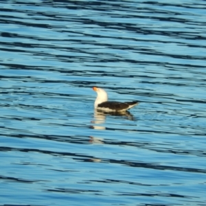 Larus pacificus at Margate, TAS - 22 Jun 2019 03:53 PM