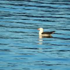 Larus pacificus at Margate, TAS - 22 Jun 2019