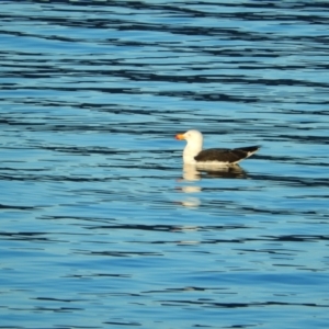 Larus pacificus at Margate, TAS - 22 Jun 2019 03:53 PM