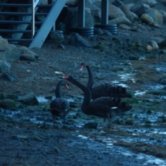 Cygnus atratus (Black Swan) at Margate, TAS - 22 Jun 2019 by Amata