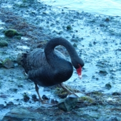 Cygnus atratus at Margate, TAS - 22 Jun 2019