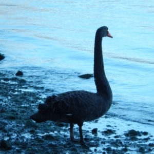 Cygnus atratus at Margate, TAS - 22 Jun 2019