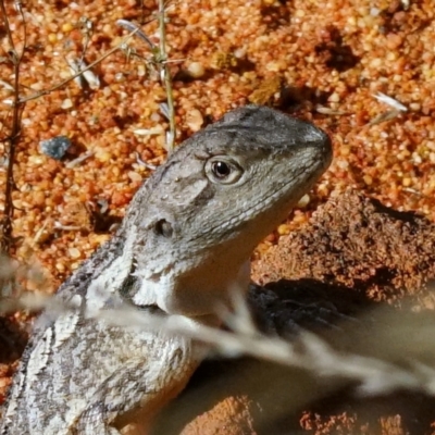 Amphibolurus muricatus (Jacky Lizard) at Acton, ACT - 13 Apr 2022 by DonTaylor