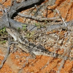 Amphibolurus muricatus at Acton, ACT - 13 Apr 2022