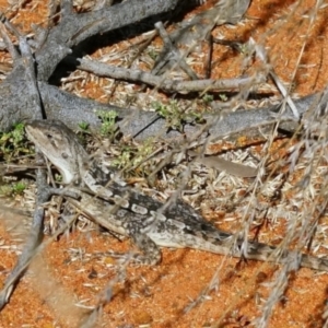 Amphibolurus muricatus at Acton, ACT - 13 Apr 2022