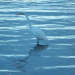 Ardea alba at Margate, TAS - 22 Jun 2019