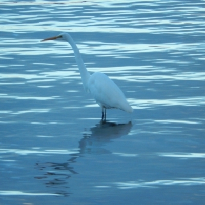 Ardea alba (Great Egret) at Margate, TAS - 22 Jun 2019 by Amata