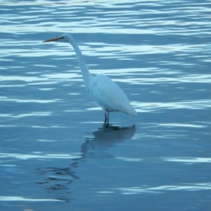 Ardea alba (Great Egret) at Margate, TAS by Birdy
