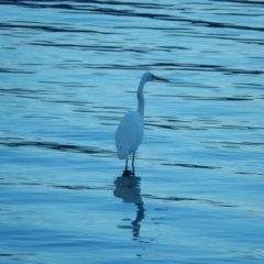 Ardea alba at Margate, TAS - 22 Jun 2019