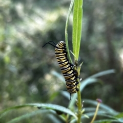 Danaus plexippus at Tonderburine, NSW - 12 Apr 2022 09:25 AM