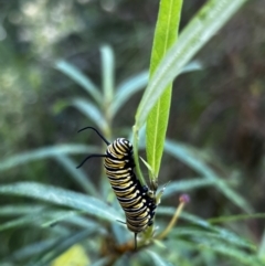 Danaus plexippus at Tonderburine, NSW - 12 Apr 2022 09:25 AM