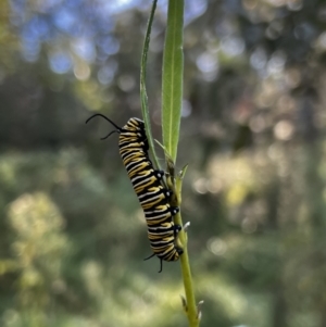 Danaus plexippus at Tonderburine, NSW - 12 Apr 2022 09:25 AM