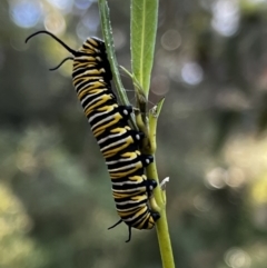 Danaus plexippus at Tonderburine, NSW - 12 Apr 2022 09:25 AM