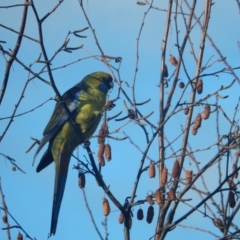 Platycercus caledonicus (Green Rosella) at Margate, TAS - 9 Jul 2019 by Amata