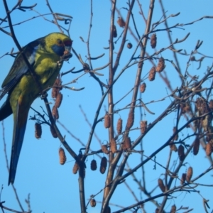 Platycercus caledonicus at Margate, TAS - 9 Jul 2019