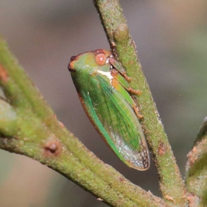 Sextius virescens at O'Connor, ACT - 16 Apr 2022 02:10 PM