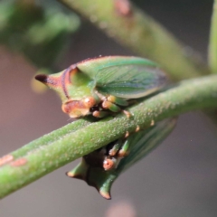 Sextius virescens at O'Connor, ACT - 16 Apr 2022 02:10 PM