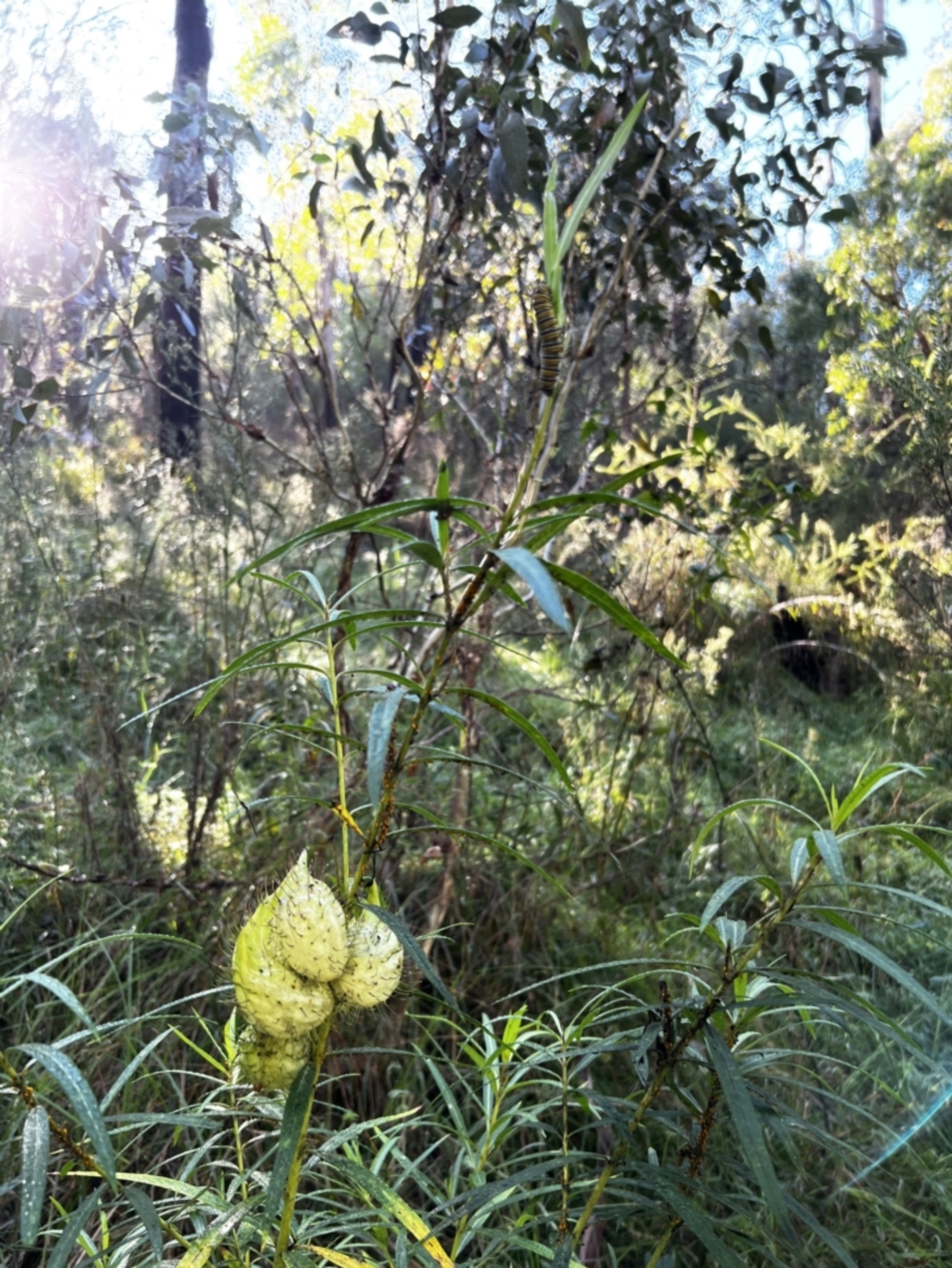 Gomphocarpus fruticosus at Tonderburine, NSW - 12 Apr 2022