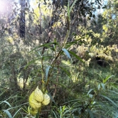 Gomphocarpus fruticosus (Narrow-leaved Cotton Bush) at Tonderburine, NSW - 12 Apr 2022 by JimL