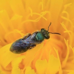 Lasioglossum (Homalictus) urbanum (Furrow Bee) at Dryandra St Woodland - 16 Apr 2022 by ConBoekel