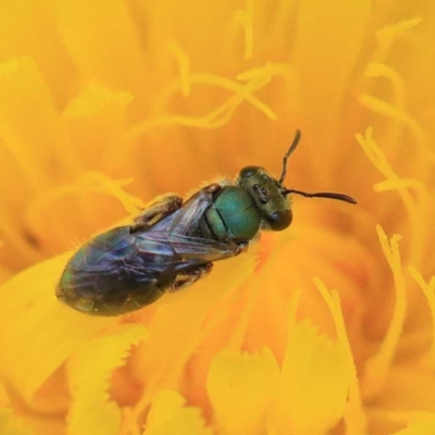 Lasioglossum (Homalictus) urbanum (Furrow Bee) at Dryandra St Woodland - 16 Apr 2022 by ConBoekel