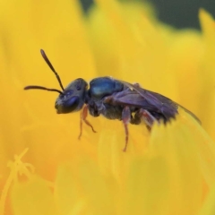 Lasioglossum (Homalictus) urbanum at O'Connor, ACT - 16 Apr 2022