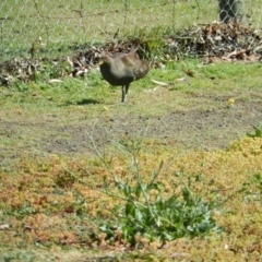 Tribonyx mortierii (Tasmanian Nativehen) at Goulds Lagoon Sanctuary - 15 Nov 2019 by Birdy