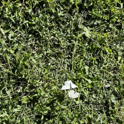 Pieris rapae (Cabbage White) at Holt, ACT - 26 Mar 2022 by JimL