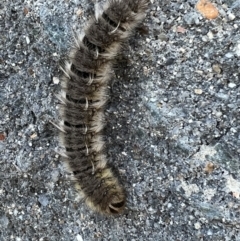 Anthela ocellata at Pialligo, ACT - 17 Apr 2022