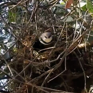 Stagonopleura guttata at Kambah, ACT - 17 Apr 2022