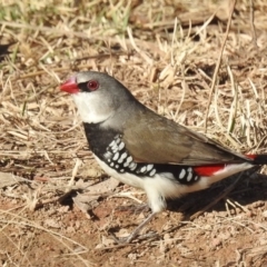 Stagonopleura guttata at Kambah, ACT - 17 Apr 2022