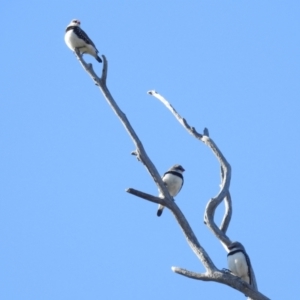 Stagonopleura guttata at Kambah, ACT - 17 Apr 2022