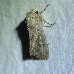 Dasygaster (genus) (A Noctuid moth) at Numeralla, NSW - 15 Apr 2022 by Steve_Bok