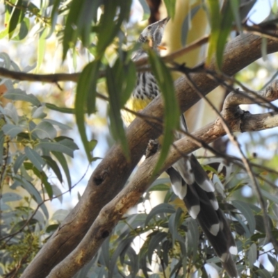 Anthochaera paradoxa (Yellow Wattlebird) at South Bruny, TAS - 28 Jan 2020 by Liam.m