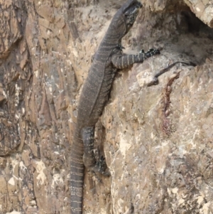 Varanus varius at Wallagoot, NSW - 28 Jan 2022