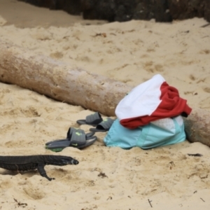 Varanus varius at Wallagoot, NSW - 28 Jan 2022