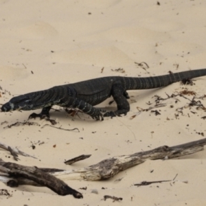 Varanus varius at Wallagoot, NSW - 28 Jan 2022