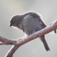 Stagonopleura bella (Beautiful Firetail) at South Bruny, TAS - 29 Jan 2020 by Liam.m