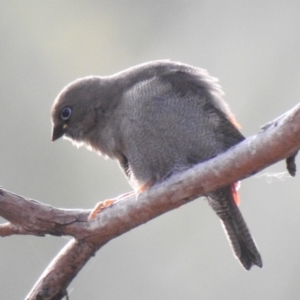 Stagonopleura bella at South Bruny, TAS - suppressed