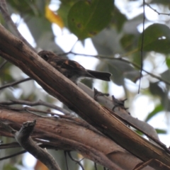 Petroica rodinogaster (Pink Robin) at South Bruny, TAS - 29 Jan 2020 by Liam.m