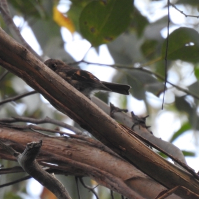 Petroica rodinogaster (Pink Robin) at South Bruny, TAS - 29 Jan 2020 by Liam.m