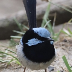 Malurus cyaneus (Superb Fairywren) at Nelson, NSW - 28 Jan 2022 by JimL